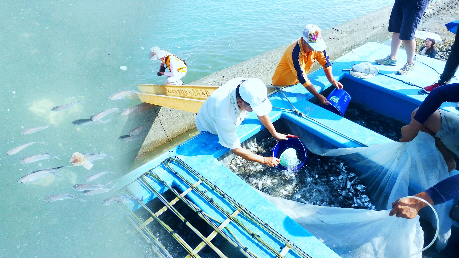 環境保護處 魚苗放流守護海洋生態